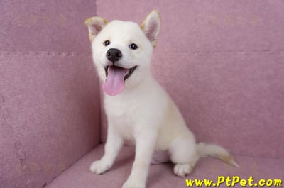 07/22白色柴犬公幼犬(新竹新埔)13