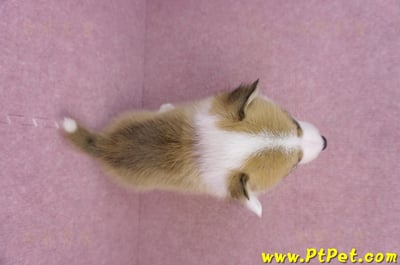 05/31雙色柯基犬母幼犬(屏東新埤)11