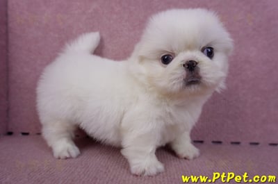 10/31北京狗母幼犬(新北新莊)5