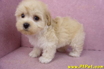 12/10馬爾泰迪公幼犬(台北信義)8