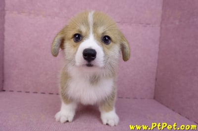 08/05雙色柯基犬母幼犬(台中潭子)2