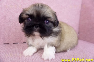 10/31松色北京狗母幼犬(新北三重)7