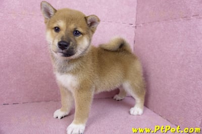 11/08赤色柴犬母幼犬(屏東九如)8