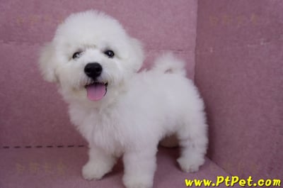 07/22比熊犬公幼犬2號(高雄楠梓)9