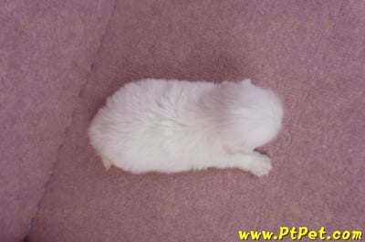 09/06白北京狗母幼犬12