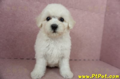 05/20比熊犬母幼犬(桃園楊梅)3