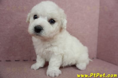 05/22比熊犬公幼犬3號(屏東鹽埔)7