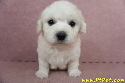 05/22比熊犬公幼犬3號(屏東鹽埔)3