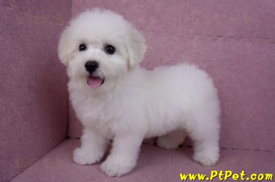 07/22比熊犬母幼犬(桃園中壢)8