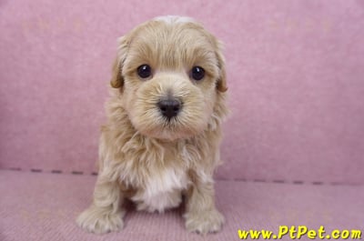 02/20馬爾泰迪公幼犬(嘉義市)2