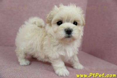 01/10奶油色馬爾泰迪母幼犬1號(新北中和)5