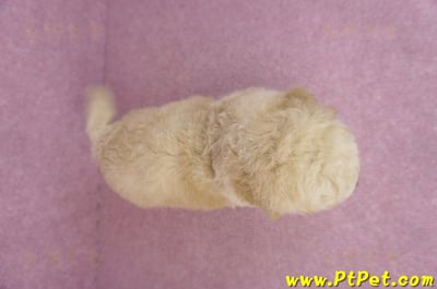 07/18泰迪比熊母幼犬(新北永和)11
