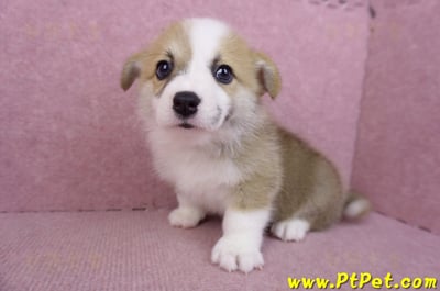 06/21雙色柯基犬公幼犬(台北)8