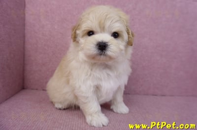 11/23馬爾泰迪母幼犬(高雄仁武)4