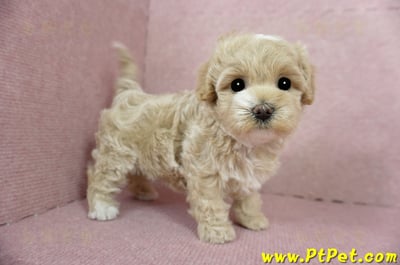 03/02馬爾泰迪母幼犬(桃園楊梅)8