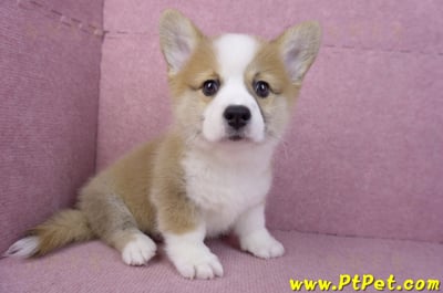 11/05雙色柯基犬公幼犬(台中北屯)6