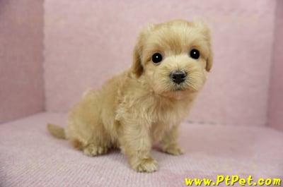 01/15奶油色馬爾泰迪 II 公幼犬(台中西屯)8