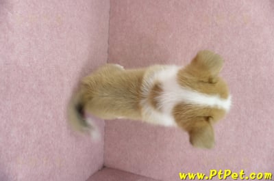 04/28雙色柯基犬母幼犬(高雄前鎮)12