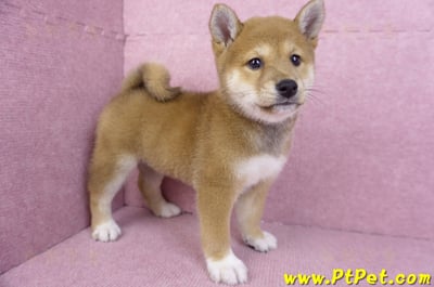 11/08赤色柴犬母幼犬1號(花蓮吉安)5