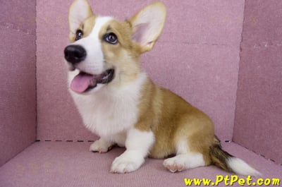 04/28雙色柯基犬公幼犬(屏東潮州)12