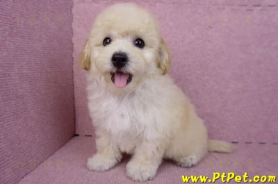 08/14泰迪比熊公幼犬(屏東內埔)10