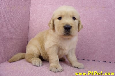 07/18黃金獵犬公幼犬7號(台北中山)3