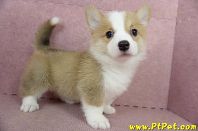 05/09雙色柯基犬母幼犬2號(高雄前鎮)9