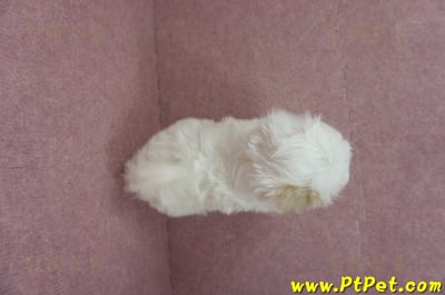 04/11紅白花馬爾泰迪母幼犬(桃園平鎮)14