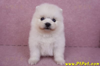 10/11松鼠白博美母幼犬(新北淡水)2