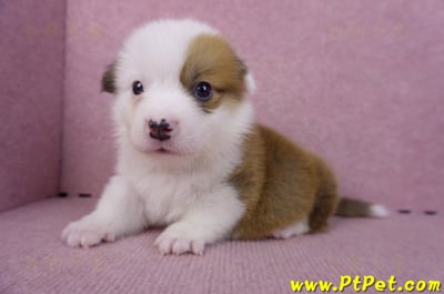 11/02雙色柯基犬公幼犬2號(屏東市)8