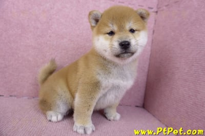 02/06赤色柴犬母幼犬3號(高雄左營)6