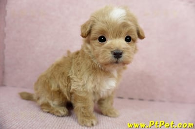 02/14奶油色馬爾泰迪 II 公幼犬(花蓮市)5