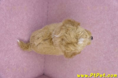 08/10泰迪比熊公幼犬2號(新北新店)11