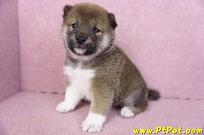 01/11赤色柴犬母幼犬3號6