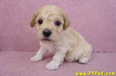 08/14泰迪比熊母幼犬(屏東新園)5