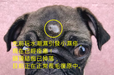 05/11巴哥公幼犬12