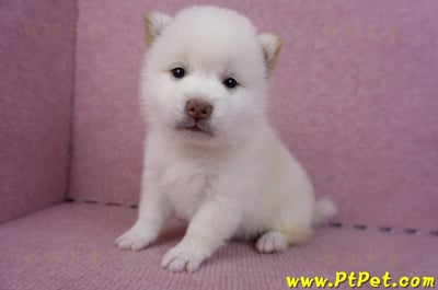 07/11白色柴犬母幼犬(高雄苓雅)5