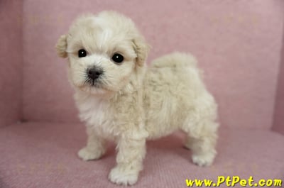 03/31奶油色馬爾泰迪母幼犬1號(基隆信義)10