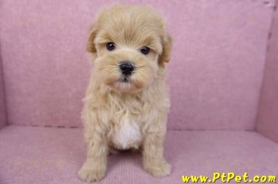 11/23馬爾泰迪公幼犬1號3