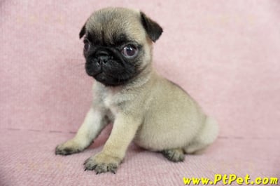 04/02巴哥母幼犬(高雄鼓山)10