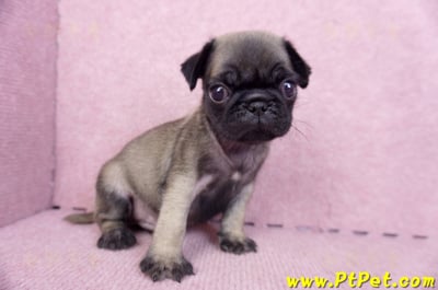 09/08巴哥公幼犬(台南善化)4