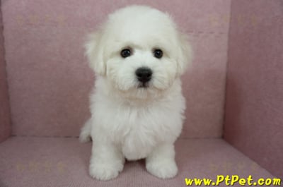 12/01比熊犬公幼犬(屏東市)6