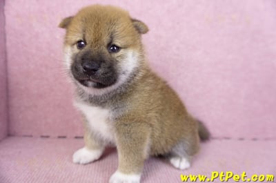 02/05赤色柴犬公幼犬2號(台東東河)6