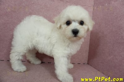 05/20比熊犬母幼犬(桃園楊梅)8