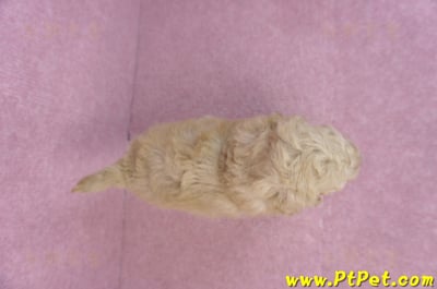 12/06玩具型奶油貴賓母幼犬2號9