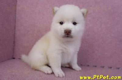 07/11白色柴犬母幼犬(高雄苓雅)2