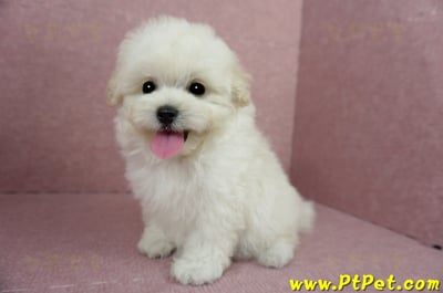 03/31奶油色馬爾泰迪母幼犬(桃園蘆竹)11