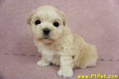 03/21奶油色馬爾泰迪 II 母幼犬1號(新竹市)5