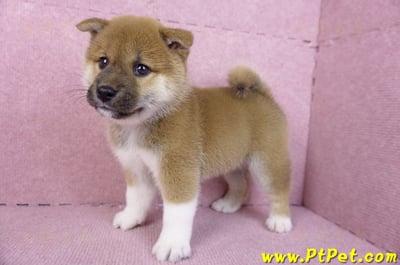 11/19赤色柴犬公幼犬7