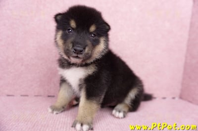 07/05黑色柴犬公幼犬2號(高雄岡山)4